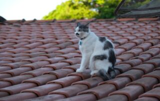 cat on roof checking repairs