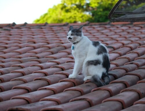 Picking an Orange County Tile Roof Repair Contractor